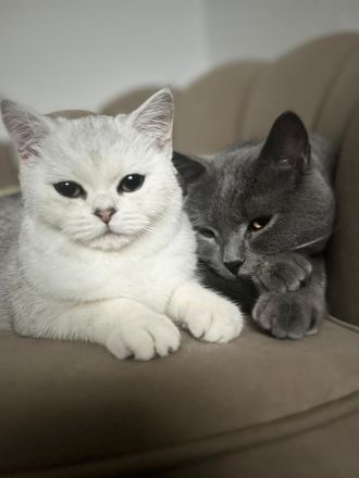 Bkh kitten Katze liebevoll