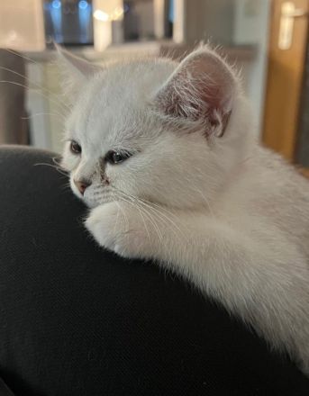 Bkh kitten Katze liebevoll