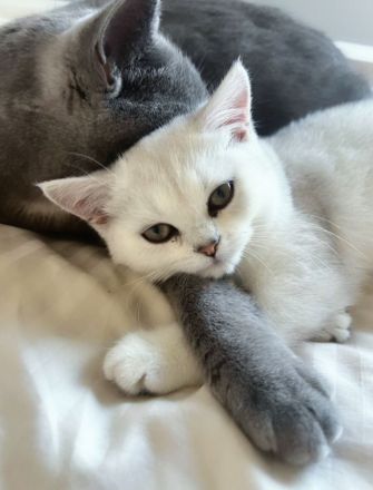 Bkh kitten Katze liebevoll