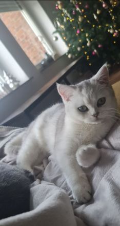 Bkh kitten Katze liebevoll