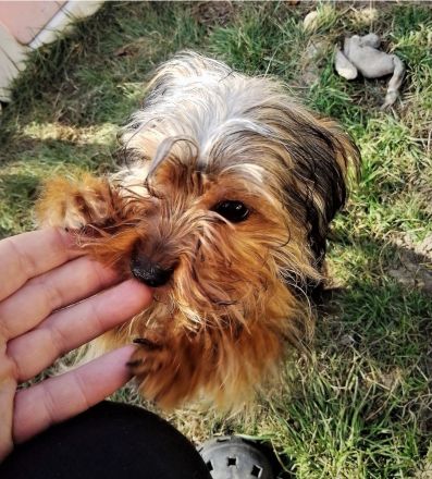 Yorkshire-Terrier-Mischling Welpen