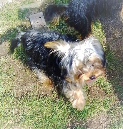 Yorkshire-Terrier-Mischling Welpen