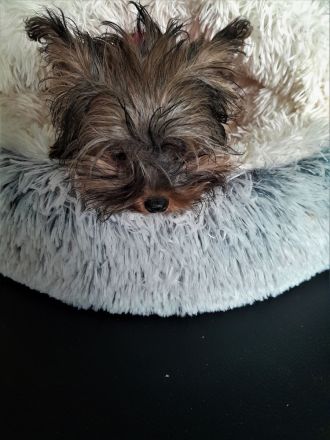 Yorkshire-Terrier-Mischling Welpen