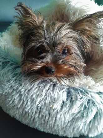 Yorkshire-Terrier-Mischling Welpen