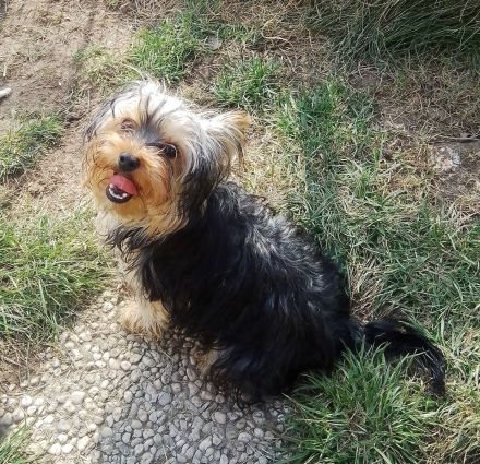 Yorkshire-Terrier-Mischling Welpen