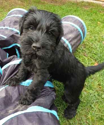 Miitelschnauzer schwarz welpen.