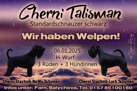 Miitelschnauzer schwarz welpen.