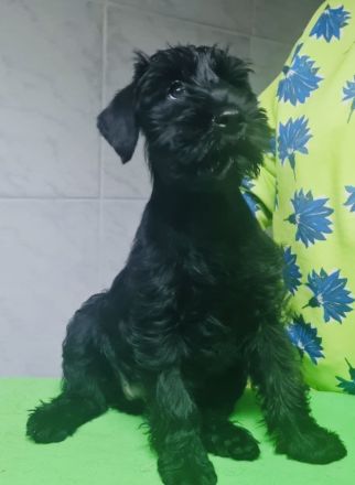 Miitelschnauzer schwarz welpen.
