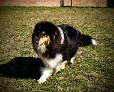 Rough Collie puppy