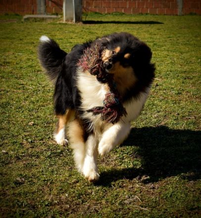Rough Collie puppy
