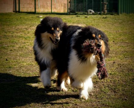 Rough Collie puppy