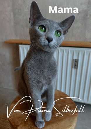 Russisch Blau Kitten mit Stammbaum