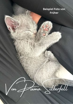 Russisch Blau Kitten mit Stammbaum