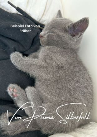 Russisch Blau Kitten mit Stammbaum