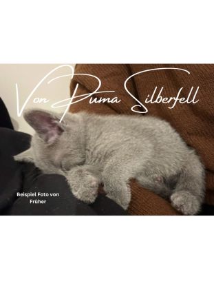 Russisch Blau Kitten mit Stammbaum