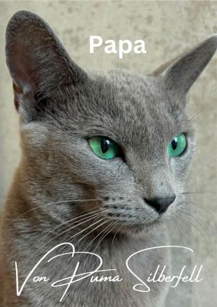 Russisch Blau Kitten mit Stammbaum