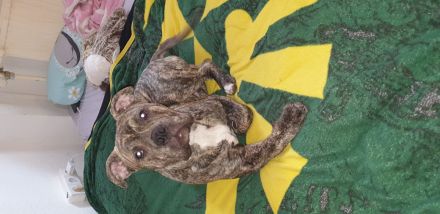 OEB x Amerikanische Bulldoggen Junghunde