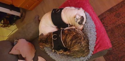 OEB x Amerikanische Bulldoggen Junghunde