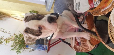 OEB x Amerikanische Bulldoggen Junghunde