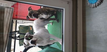 OEB x Amerikanische Bulldoggen Junghunde