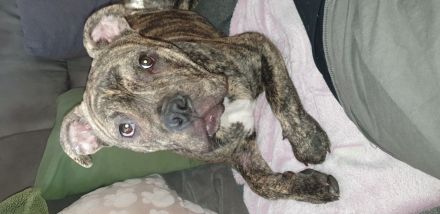 OEB x Amerikanische Bulldoggen Junghunde