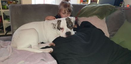 OEB x Amerikanische Bulldoggen Junghunde