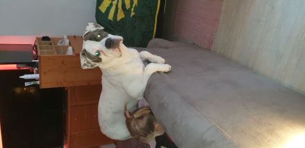 OEB x Amerikanische Bulldoggen Junghunde