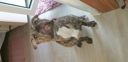 OEB x Amerikanische Bulldoggen Junghunde