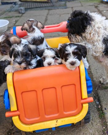 Schecken Schnauzer Welpen abzugeben