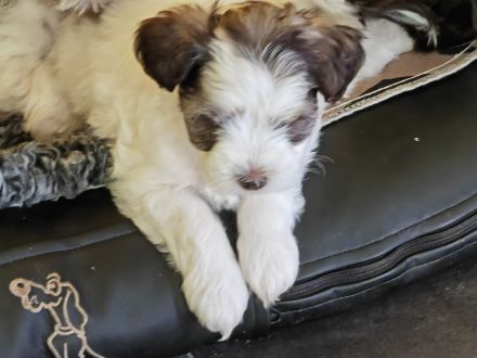 Schecken Schnauzer Welpen abzugeben