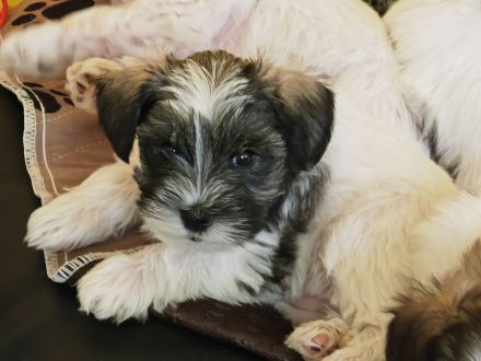 Schecken Schnauzer Welpen abzugeben