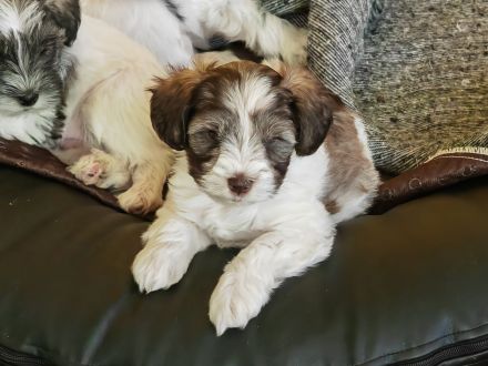 Schecken Schnauzer Welpen abzugeben