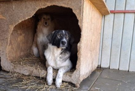 Cheeky, unser agiler und kluger Rüde, sucht Herdenschutz-Fans als Adoptanten.