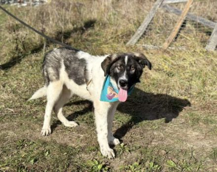 Cheeky, unser agiler und kluger Rüde, sucht Herdenschutz-Fans als Adoptanten.