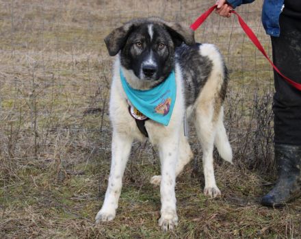 Cheeky, unser agiler und kluger Rüde, sucht Herdenschutz-Fans als Adoptanten.