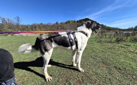 Cheeky, unser agiler und kluger Rüde, sucht Herdenschutz-Fans als Adoptanten.