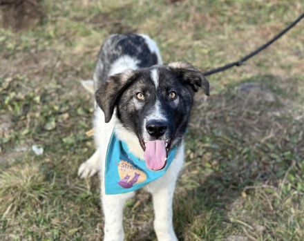 Cheeky, unser agiler und kluger Rüde, sucht Herdenschutz-Fans als Adoptanten.