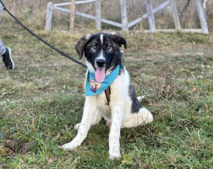 Cheeky, unser agiler und kluger Rüde, sucht Herdenschutz-Fans als Adoptanten.