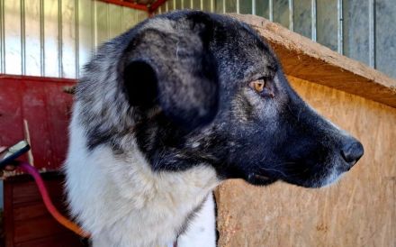 Cheeky, unser agiler und kluger Rüde, sucht Herdenschutz-Fans als Adoptanten.