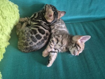 Bengal Kitten zu verkaufen