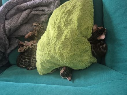 Bengal Kitten zu verkaufen