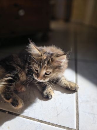 Zauberhafte Maine Coon