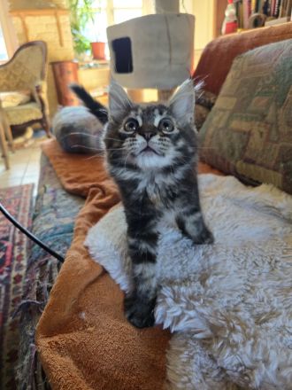 Zauberhafte Maine Coon