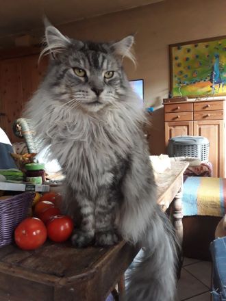 Zauberhafte Maine Coon