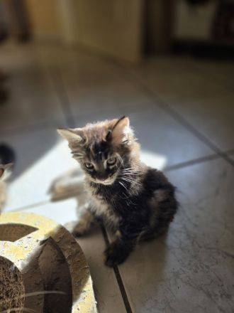 Zauberhafte Maine Coon