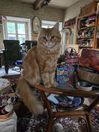 Zauberhafte Maine Coon