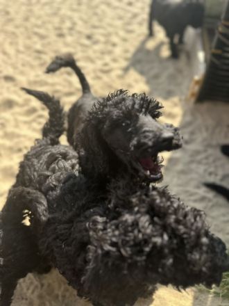 Wunderschöne lackschwarze Großpudelwelpen