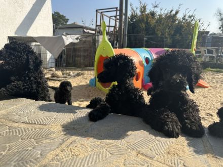 Wunderschöne lackschwarze Großpudelwelpen