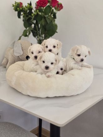 Zauberhafte koreanische Malteserwelpen