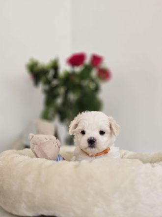 Zauberhafte koreanische Malteserwelpen